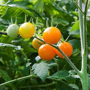 Lemon Boy Tomato Seeds