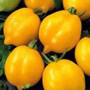 Lemon Tree Tomato Seeds