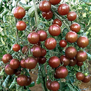 Light Brown Tomato Seeds