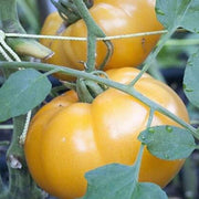 Light Yellow Giant Belgium Tomato Seeds