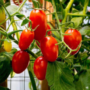 Long Cluster Tomato Seeds