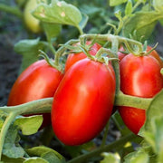 Long Cluster Tomato Seeds