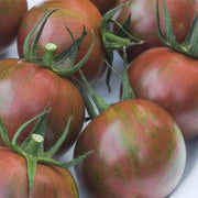 Maroon Tomato Seeds
