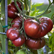 Maroon Tomato Seeds