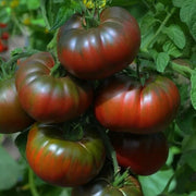 Marron Green Tomato Seeds