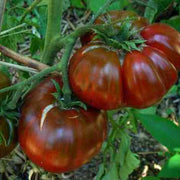 Marron Green Tomato Seeds