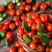 Mexican Silly Tomato Seeds