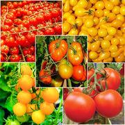 Mixed Tomato Seeds