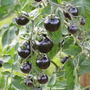 Mixed Black Tomato Seeds