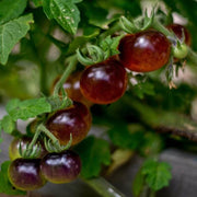 Mixed Blueberries Tomato Seeds