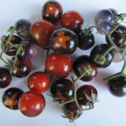 Mixed Blueberries Tomato Seeds