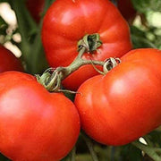 Mixed Giant Tomato Seeds