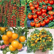 Mixed Tomato Seeds