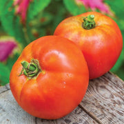 Moonglow Tomato Seeds