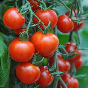 Mountain Tomato Seeds