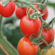 Mountain Tomato Seeds