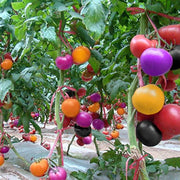 Multi-Colour Tomato Seeds