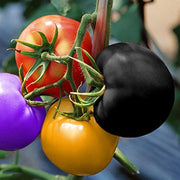 Multi-Colour Tomato Seeds
