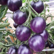 Navy Blue Tomato Seeds