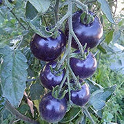 Navy Blue Tomato Seeds