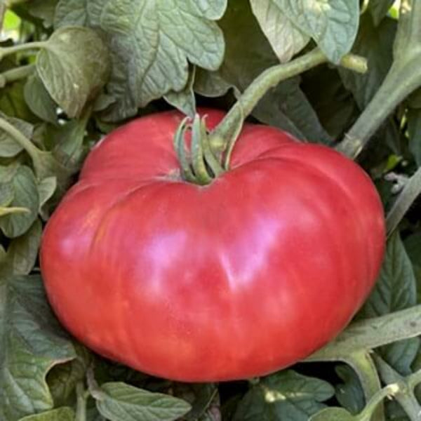 Omar's Giant Tomato Seeds