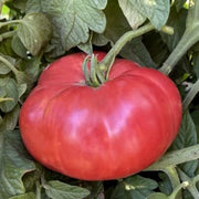 Omar's Giant Tomato Seeds