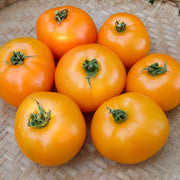 Orange Tomato Seeds