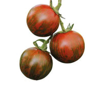 Orange Brown Tomato Seeds