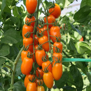 Orange Grape Tomato Seeds