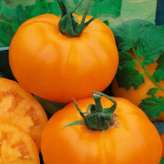 Orange Tomato Seeds