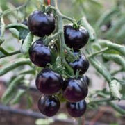 Purple Cherry Tomato Seeds