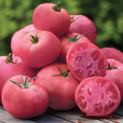 Pale Pink Big Tomato Seeds