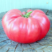 Pale Pink Big Tomato Seeds