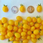 Papadennis Tomato Seeds