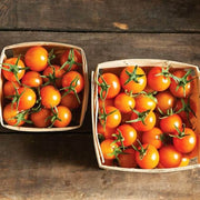 Papadennis Tomato Seeds