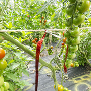 Parrot Green Tomato Seeds