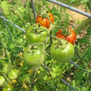 Parrot Green Tomato Seeds