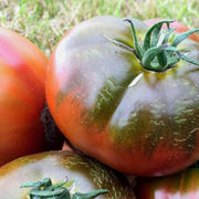 Paul Robeson Tomato Seeds