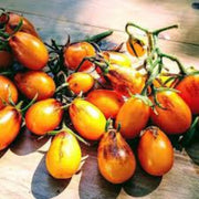 Pear Drops Tomato Seeds