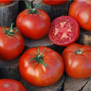 Peron Sprayless Tomato Seeds