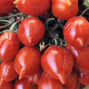Piennolo Tomato Seeds