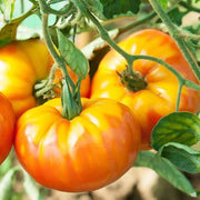 Pineapple Tomato Seeds