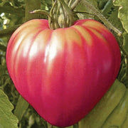 Pink Oxheart Tomato Seeds