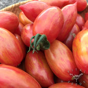 Pink Tiger Tomato Seeds