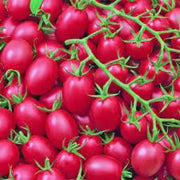 Pink and Yellow Tomato Seeds
