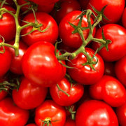 Porter Tomato Seeds