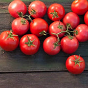 Porter Tomato Seeds