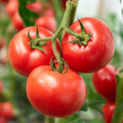 Porter Tomato Seeds