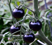 Purple Tomato Seeds