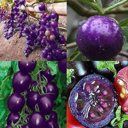 Purple Grape Cherry Tomato Seeds